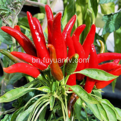 Hotsale মসলাযুক্ত Chaotian Chili